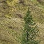 Lone tree, Cinque Torri